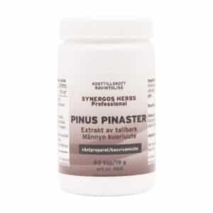 Pinus pinaster
